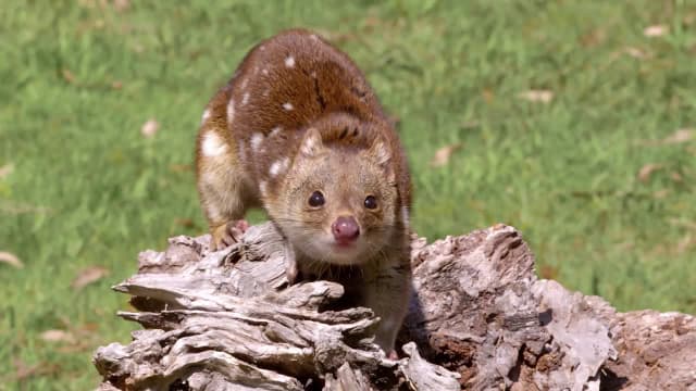 S01:E05 - Mini Marsupials