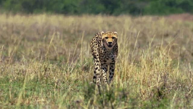 S01:E07 - The Secret Lives of Cheetahs