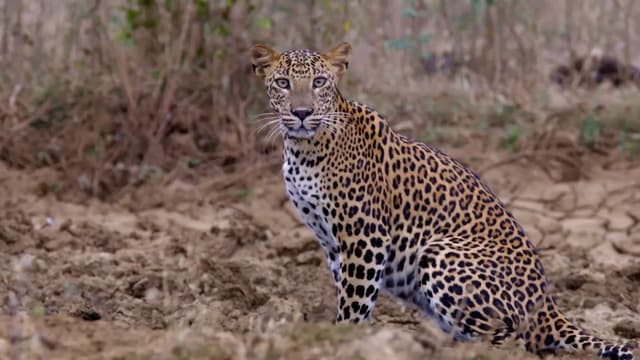 S01:E05 - The Secret Lives of Leopards