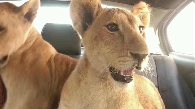 S01:E02 - Gaza Lion Cubs Rescue