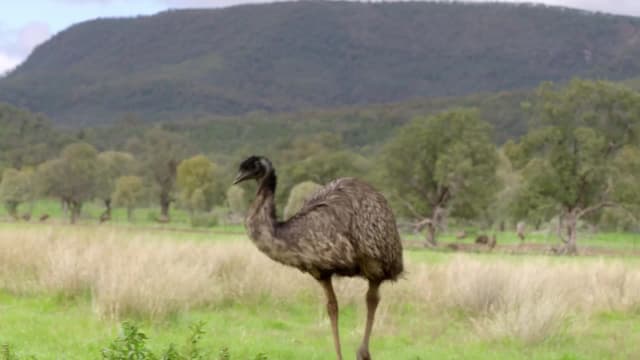 S01:E02 - Secret Life of the Emu