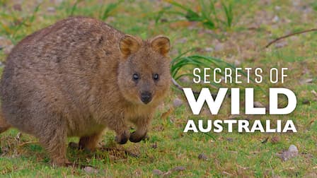 Watch Secrets Of Wild Australia - Free Tv Shows 