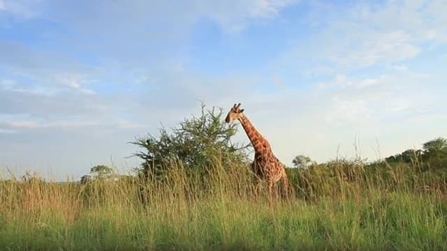 S01:E14 - Giraffe