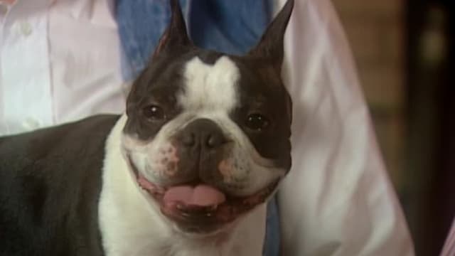 Watch Breed All About It S02:E10 - Boston Terrier - Free TV Shows | Tubi
