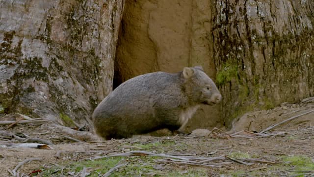 S01:E01 - Wombat Wood