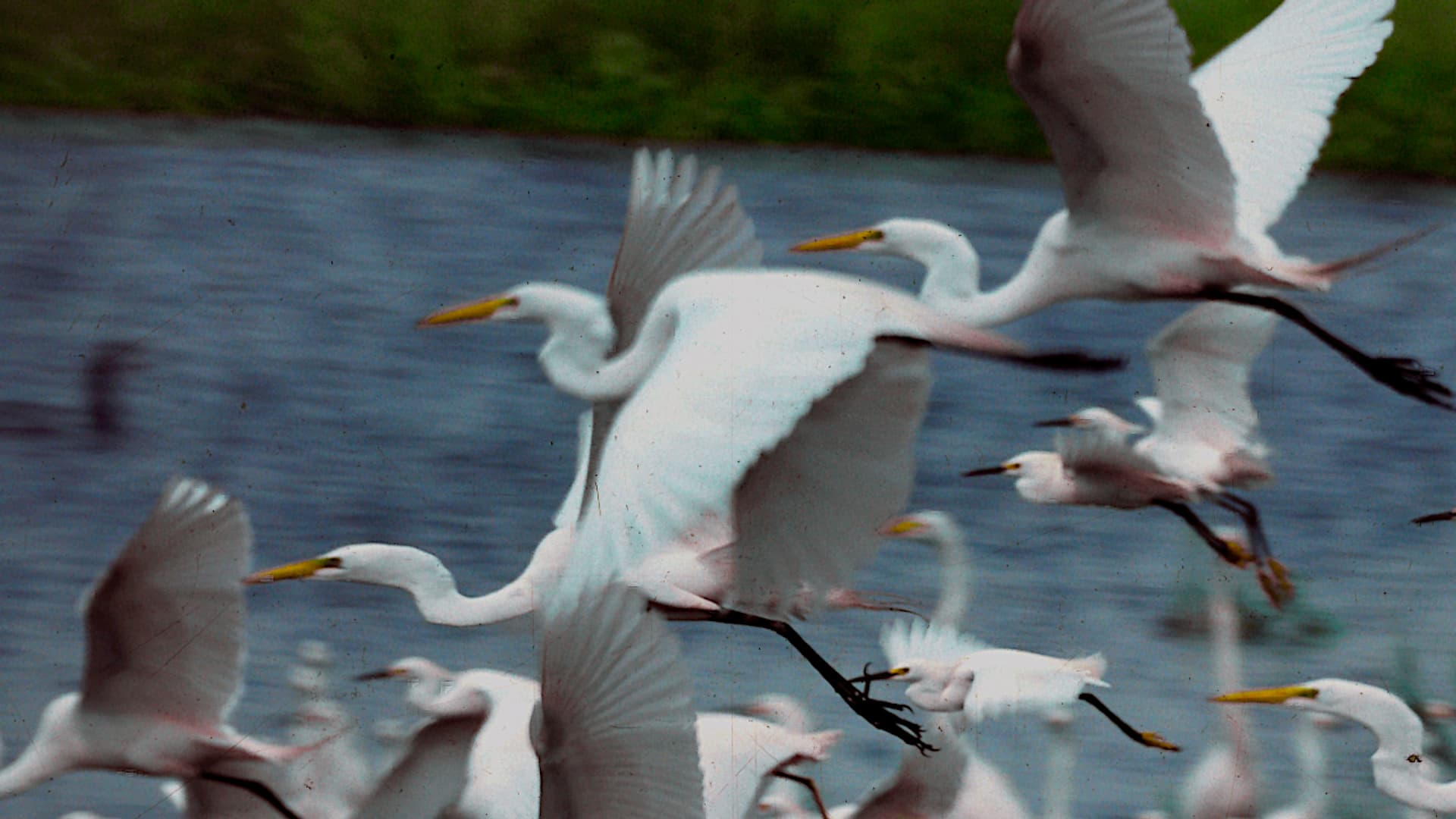 Watch Wildlife With No Barriers 2010 Free Movies Tubi