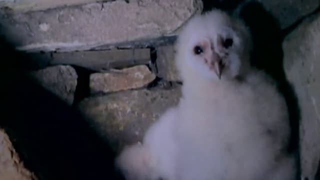 S01:E10 - Owl