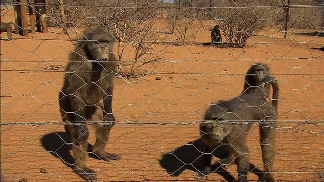 S01:E02 - Baby Baboons