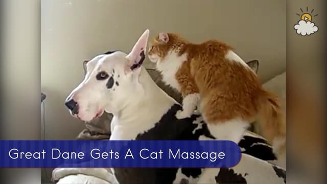 S01:E87 - Cat Gives Dog a Massage