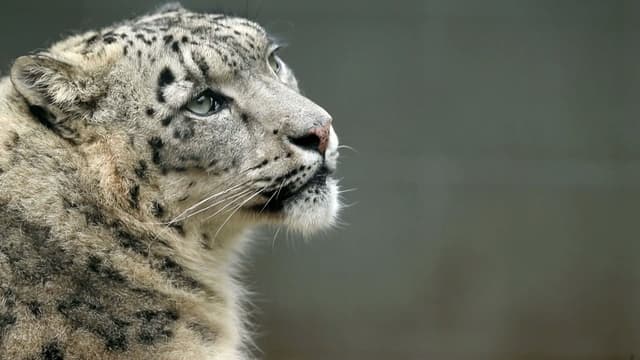 S01:E05 - Salivating Snow Leopard Marks His Territory Ready for Breeding!