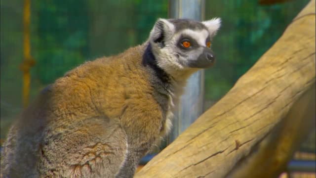 S03:E02 - What's a Lemur?