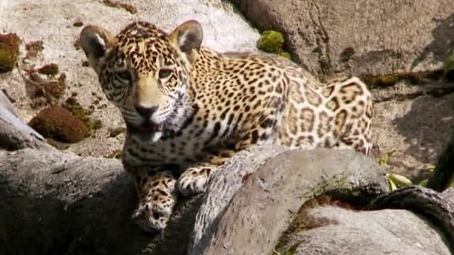 S03:E10 - Baby Animals From Latin America