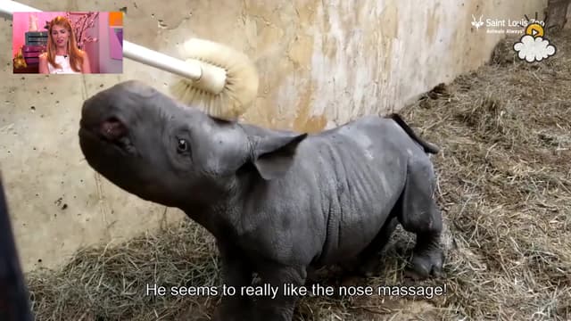 S01:E119 - Tiny Rhino Takes a Bath