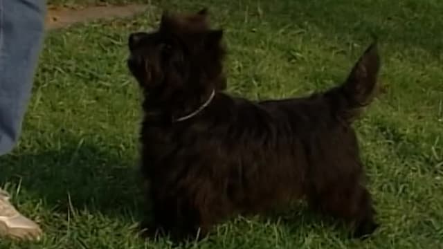 S01:E09 - Cairn Terriers