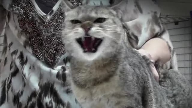 S04:E10 - Cat Horror Show