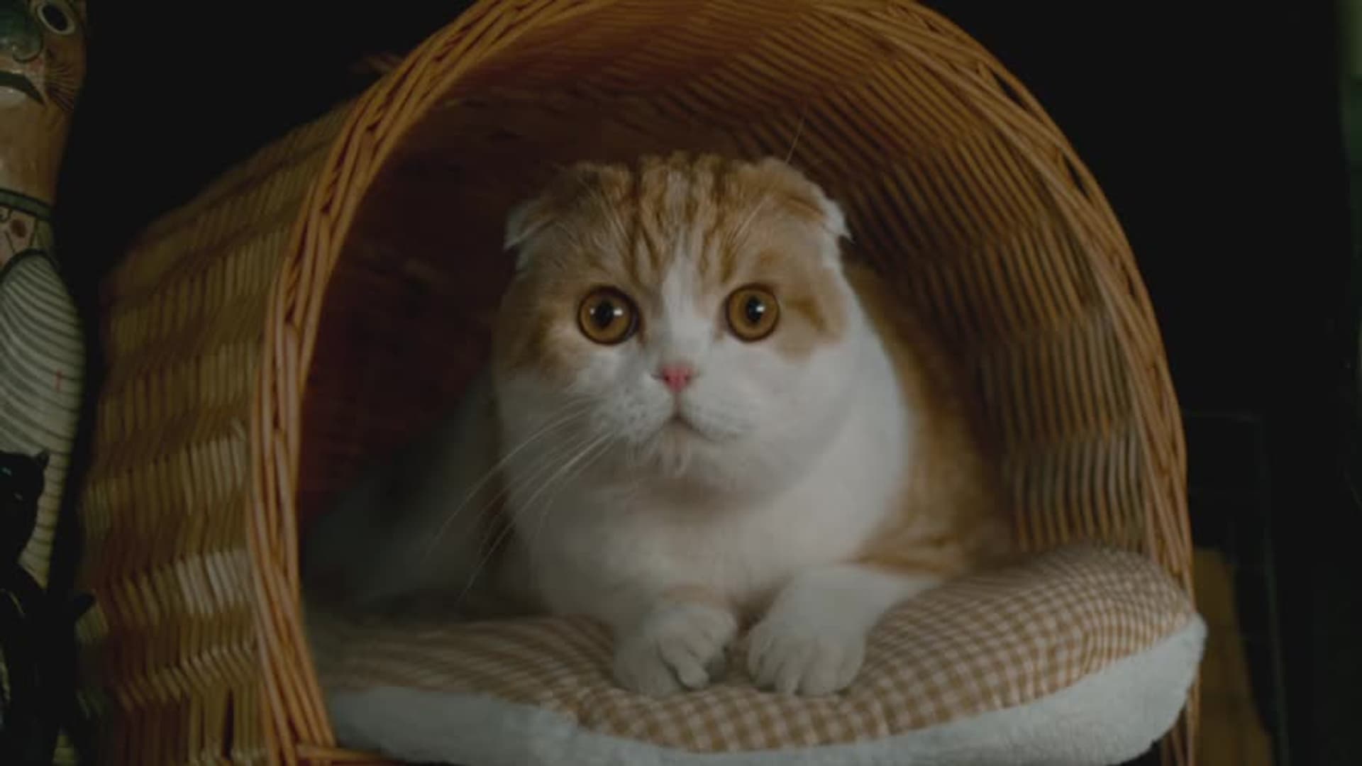 Watch Nine Lives Trailer (2016) - Free Movies | Tubi