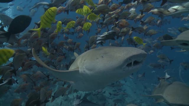 S01:E05 - Shark Gods of Fiji