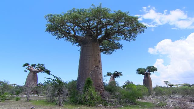 S01:E04 - Madagascar - Tierra Diversa