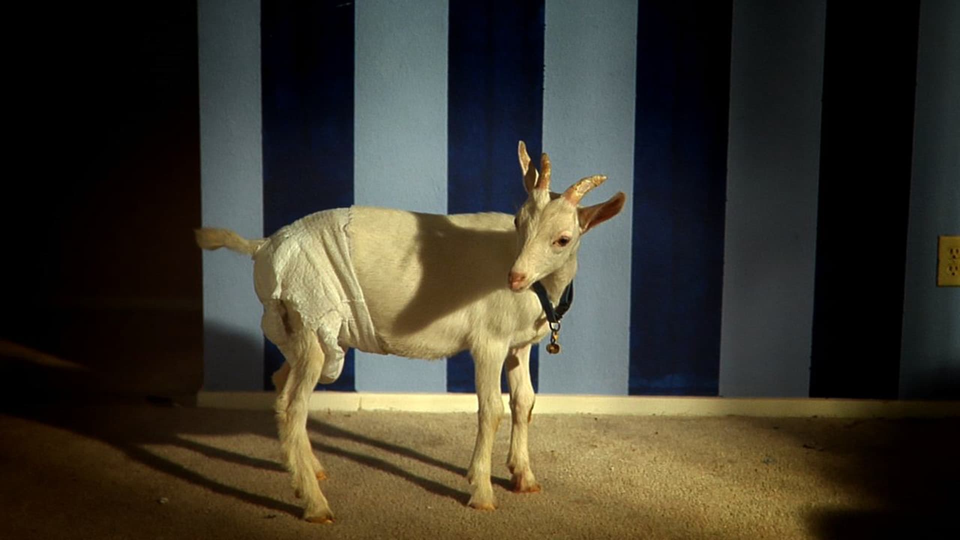 Watch Artois The Goat 2010 Free Movies Tubi 
