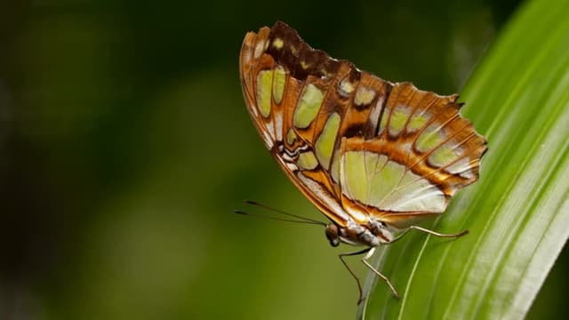 S02:E01 - Acrobatic Cat, Butterfly Wings