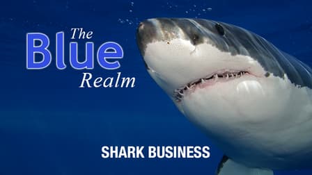 Watch Ocean Odyssey: The Blue Realm - Free TV Shows | Tubi