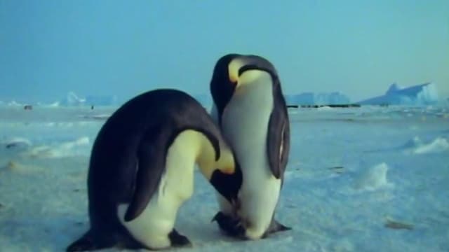 S01:E12 - Penguin