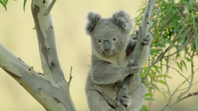 S01:E01 - Koala Country