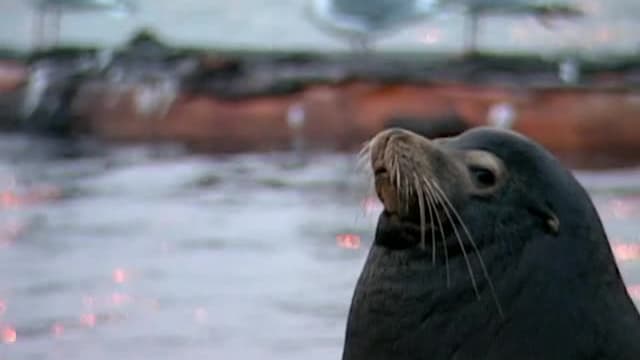 S01:E25 - Seals & Sea Lions