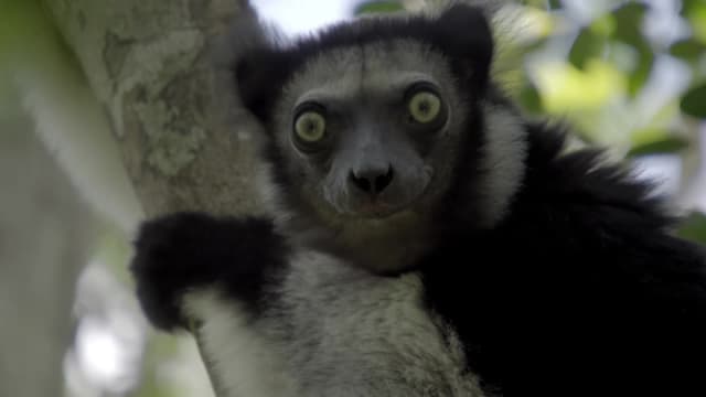 S01:E01 - Lemur Spirit