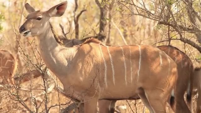 S01:E10 - Antelope - Kudu, Eland, Waterbuck and Other Large Buck