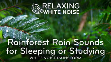 Rainforest Rain Sounds for Sleeping or Studying 🌧️ White Noise