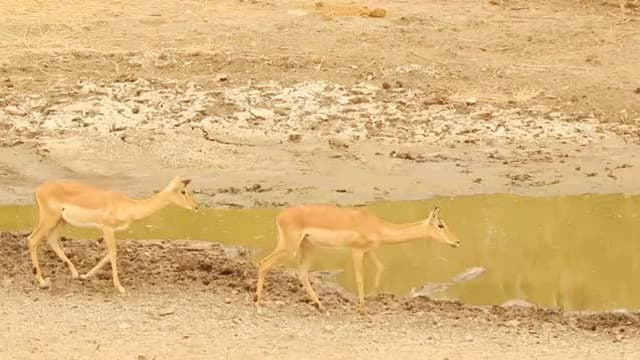 S01:E09 - Antelope - Impala