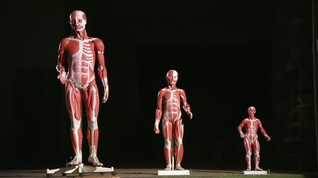 S06:E02 - Anatomical Models