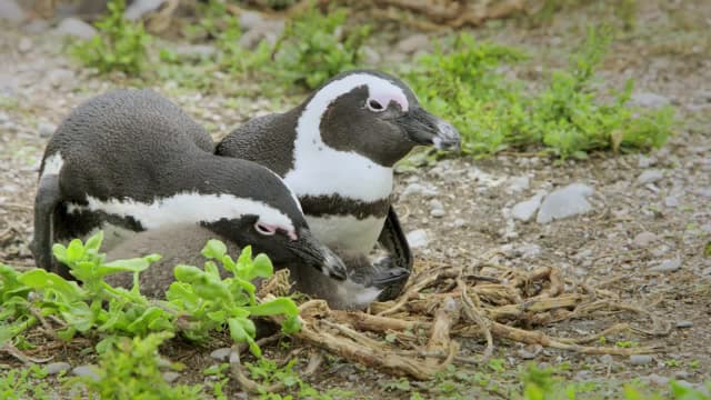 S01:E02 - Algoa Bay: Last Refuge of the African Penguin