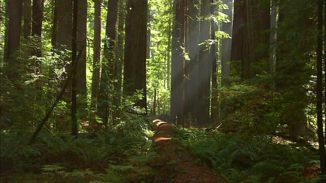 S02:E01 - Towering Redwoods