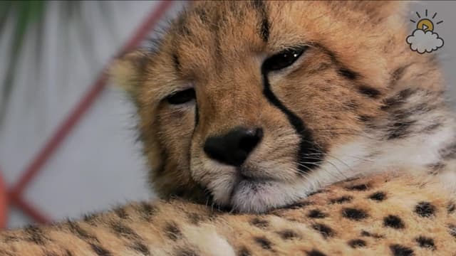 S01:E10 - Meet Izzy, the Baby Cheetah