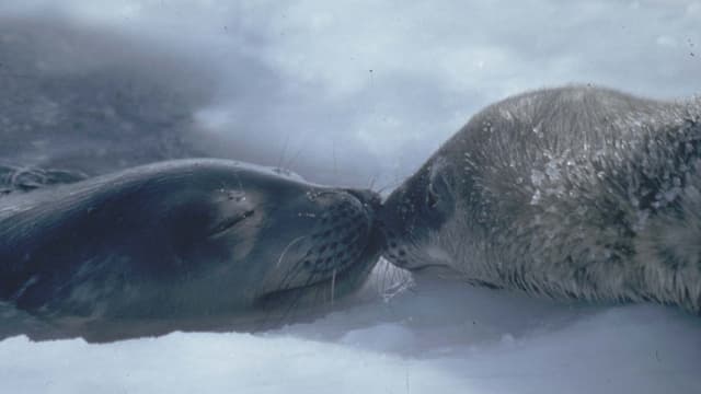 S01:E07 - The Leopard Seal's Share