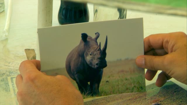 S01:E02 - Northern White Rhino