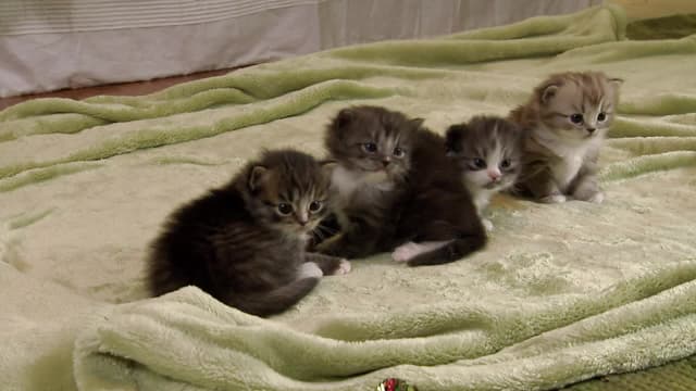 S02:E07 - Cuddly Kittens