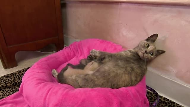 S02:E10 - Curious Kittens