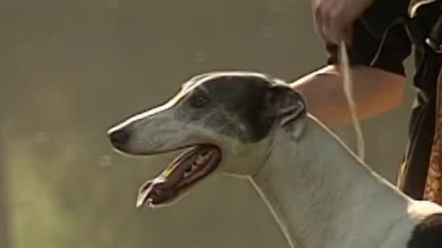 S01:E10 - Greyhounds