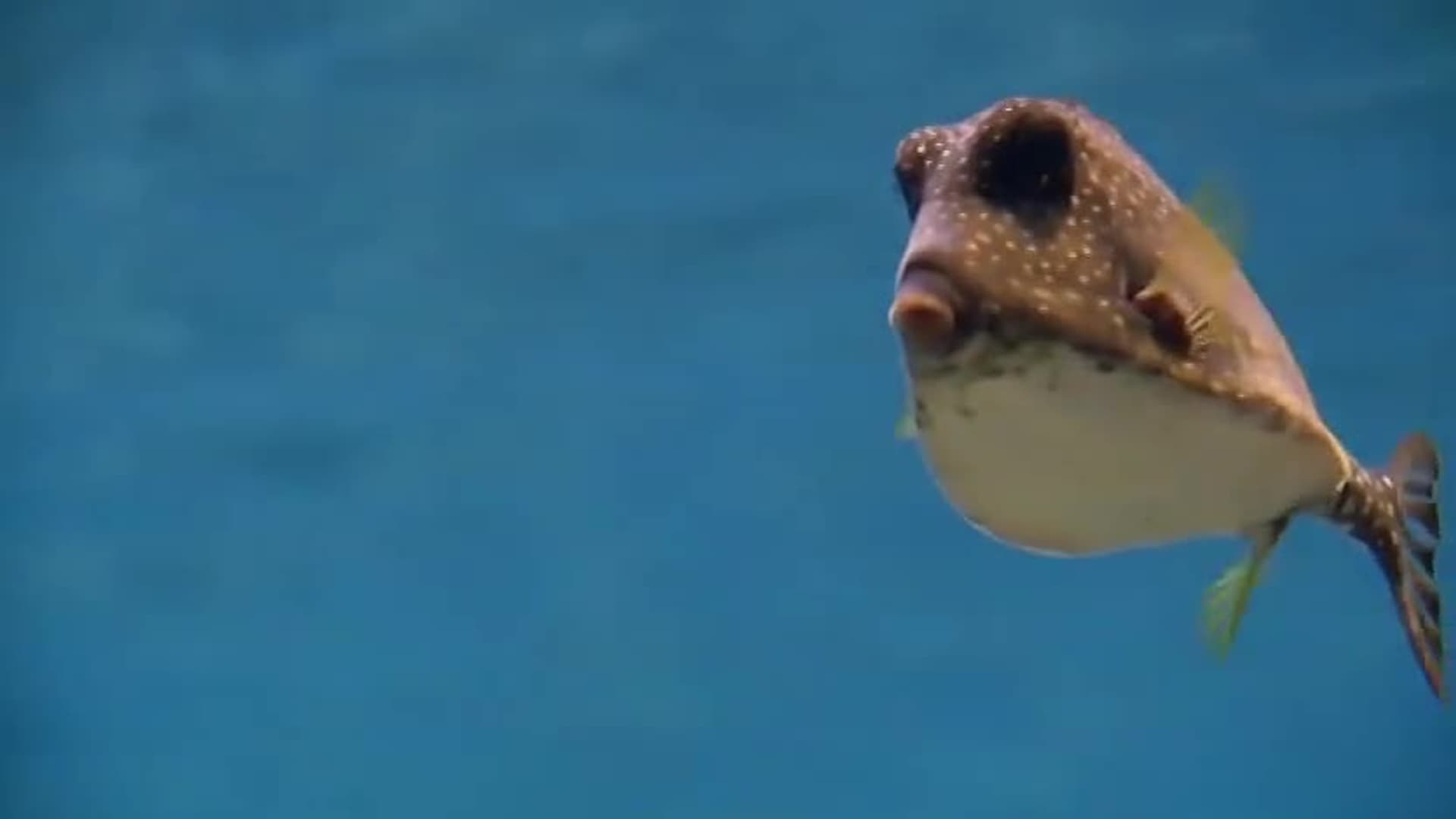 Watch Animal 123's (2012) - Free Movies | Tubi